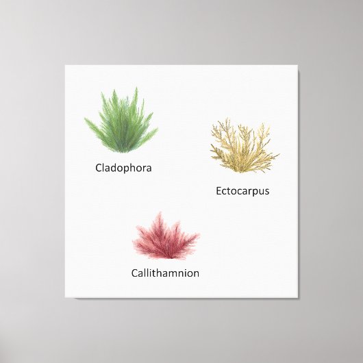 Hand getrokken cladophora, ectocarpus zeewier canvas afdruk (Voorkant)