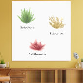 Hand getrokken cladophora, ectocarpus zeewier canvas afdruk (Insitu (Woonkamer))