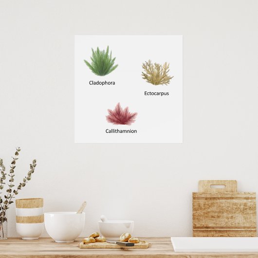Hand getrokken cladophora, ectocarpus zeewier poster (Keuken)