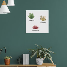 Hand getrokken cladophora, ectocarpus zeewier poster