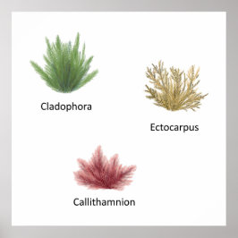 Hand getrokken cladophora, ectocarpus zeewier poster