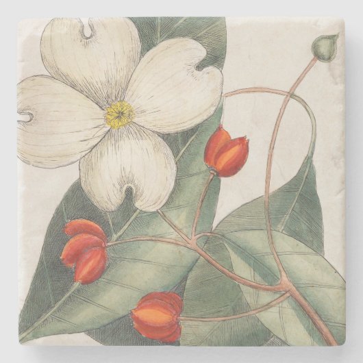 🍃 Hand-getrokken Dogwood Bloem Illustratie Stenen Onderzetter (Voorkant)