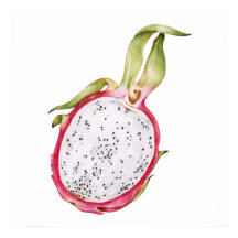 Hand getrokken draak fruit illustratie