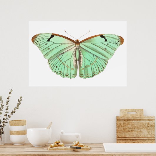 Hand getrokken laertes vlinder  illustratie poster (Keuken)