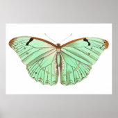 Hand getrokken laertes vlinder  illustratie poster (Voorkant)