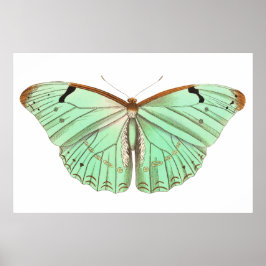 Hand getrokken laertes vlinder  illustratie poster