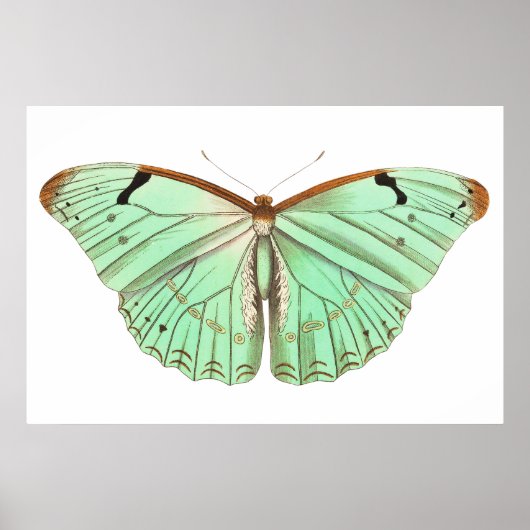 Hand getrokken laertes vlinder  illustratie poster (Voorkant)