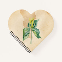 Hand getrokken Wake Robin