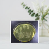 Hand Petri Dish Bacteria Briefkaart (Staand voorkant)