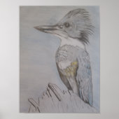 Hand Sketched Belted Kingfisher Poster (Voorkant)