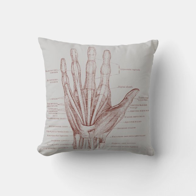 Hand vingers spieren - anatomie kussen (Voorkant)