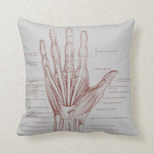 Hand vingers spieren - anatomie kussen