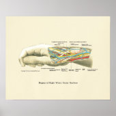 Hand & Wrist Internal Anatomy Poster (Voorkant)