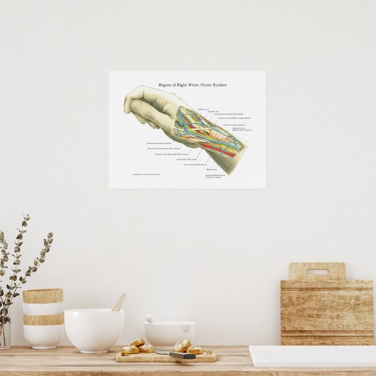 Hand & Wrist Internal Anatomy Poster (Keuken)