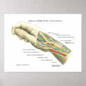 Hand & Wrist Internal Anatomy Poster (Voorkant)