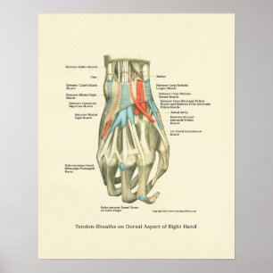 Hand & Wrist Internal Anatomy Poster
