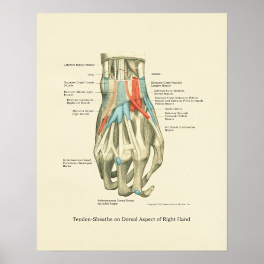 Hand & Wrist Internal Anatomy Poster (Voorkant)