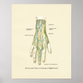 Hand & Wrist Internal Anatomy Poster (Voorkant)