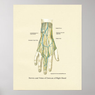 Hand & Wrist Internal Anatomy Poster