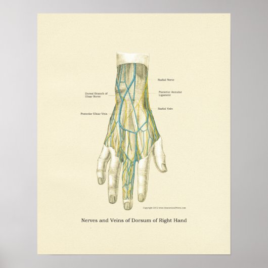 Hand & Wrist Internal Anatomy Poster (Voorkant)