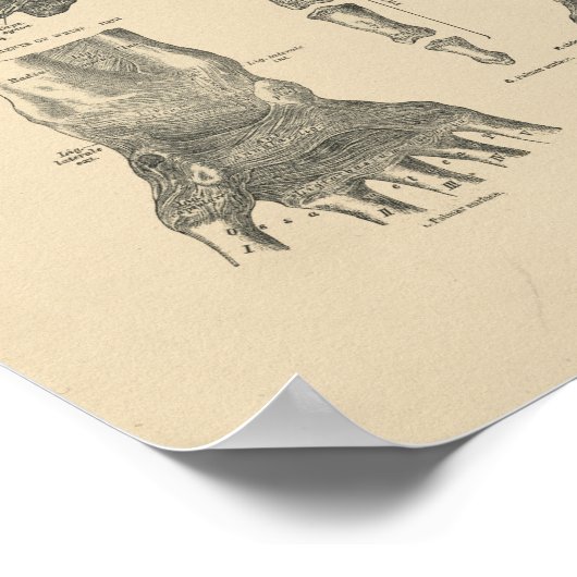 handanatomie 1880 Afdrukken Poster (Hoek)