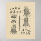 handanatomie 1880 Afdrukken Poster (Voorkant)