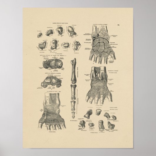 handanatomie 1880 Afdrukken Poster (Voorkant)