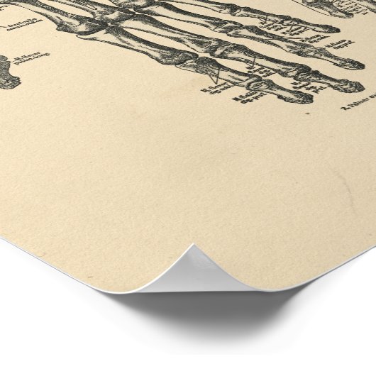 handanatomie 1880 Afdrukken Poster (Hoek)