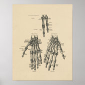handanatomie 1880 Afdrukken Poster (Voorkant)