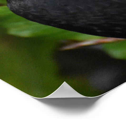 Handbeige Blackbird Poster (Hoek)