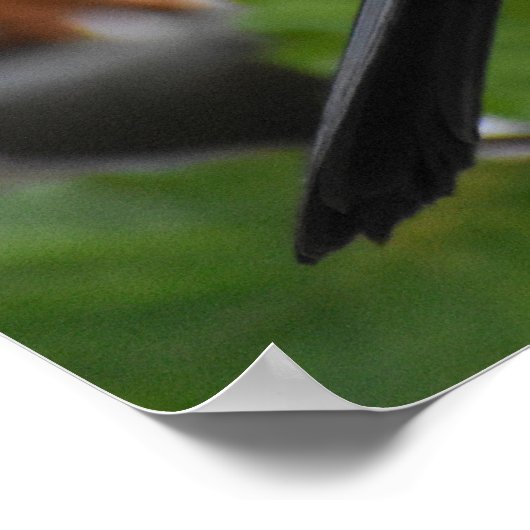 Handbeige Blackbird Poster (Hoek)