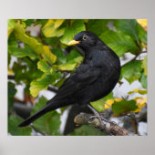 Handbeige Blackbird Poster (Voorkant)