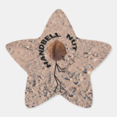 Handbell Nut Star Sticker (Voorkant)