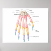 Handbotten Poster (Voorkant)