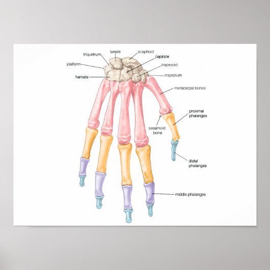 Handbotten Poster (Voorkant)