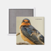 Handelsstadia met een Barn Swallow Magneet (Voorkant / Achterkant)