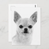Handgeschilderd wit Chihuahua kunstwerk Briefkaart (Voorkant / Achterkant)