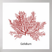 Handgetekend Gelidium Zeewier Poster (Voorkant)