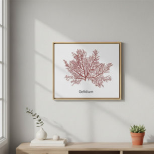 Handgetekend Gelidium Zeewier  Poster