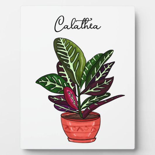 Handgetekende Calathea Fotoplaat (Voorkant)