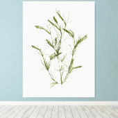 Handgetekende Chara fragilis Zeewier Canvas Print (Insitu (Houten vloer))