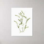 Handgetekende Chara fragilis Zeewier Canvas Print (Voorkant)