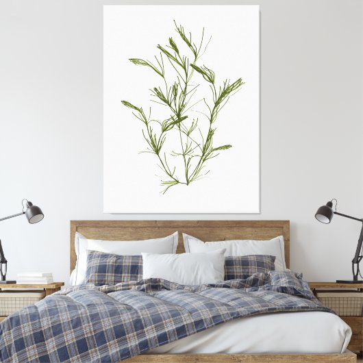 Handgetekende Chara fragilis Zeewier Canvas Print (Insitu (Slaapkamer))