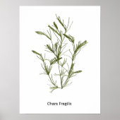 Handgetekende Chara fragilis Zeewier Poster (Voorkant)