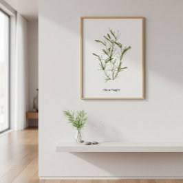 Handgetekende Chara fragilis Zeewier Poster