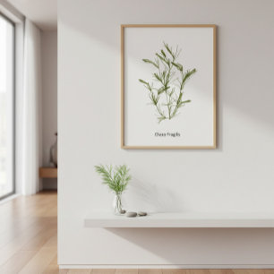 Handgetekende Chara fragilis Zeewier Poster