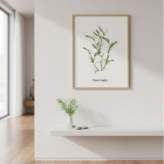 Handgetekende Chara fragilis Zeewier Poster
