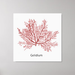 handgetekende gelidium-zeewier canvas afdruk