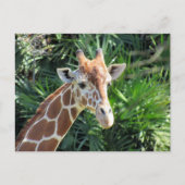 Handig Giraffe Briefkaart (Voorkant)