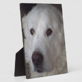 Handige Grote Pyreneeën Dog Fotoplaat (Zijkant)
